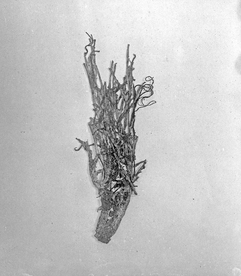 Ramariopsis asterella image