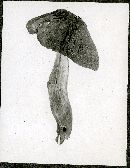 Xerula rugosoceps image