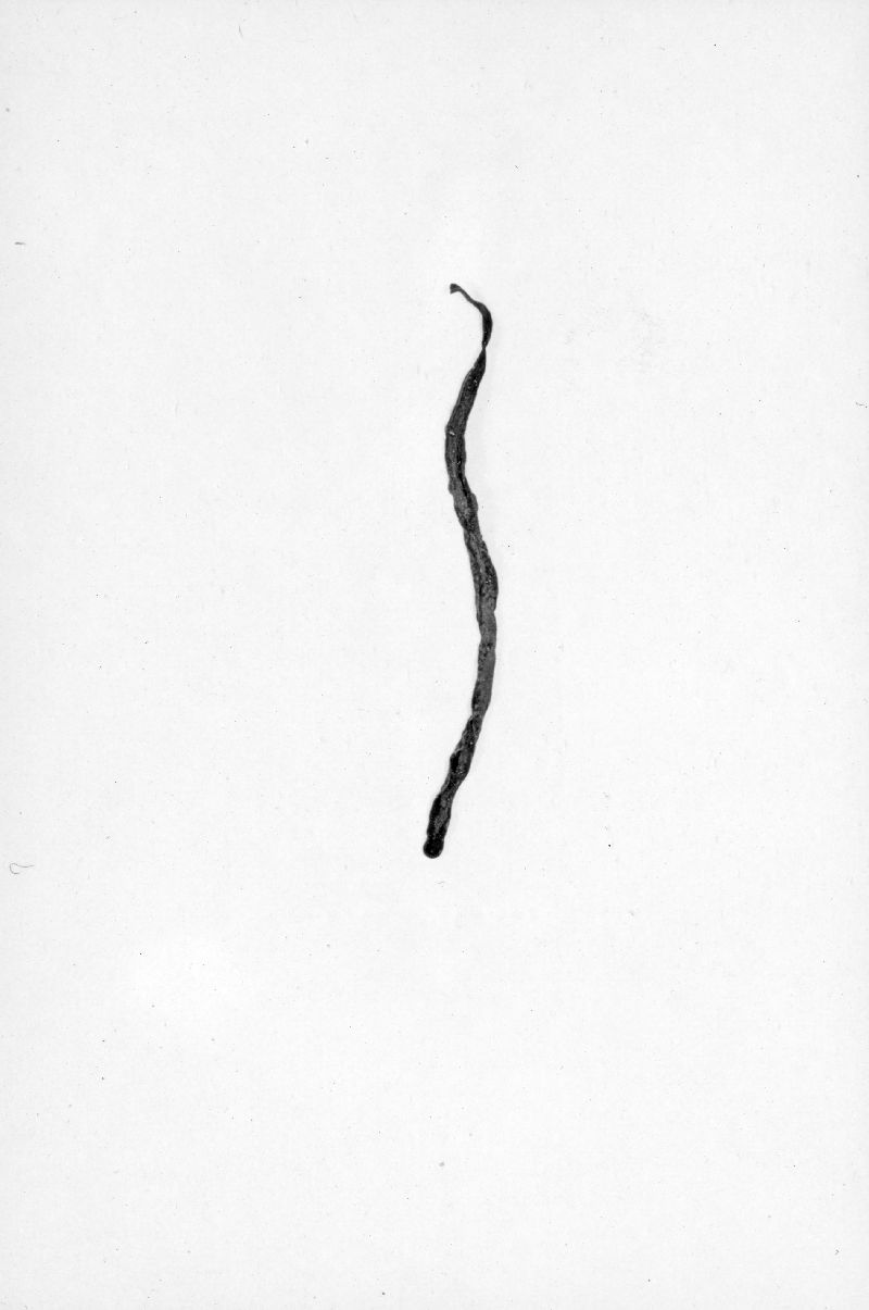 Ramariopsis asperulospora image