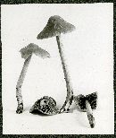 Entoloma cuspidatum image