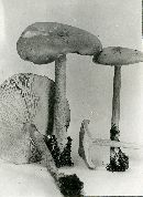 Tricholoma alboflavidum image