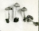 Inocybe geophylla image