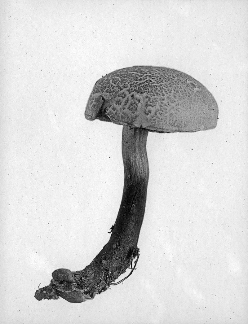 Boletus chamaeleontinus image