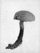 Boletus chamaeleontinus image