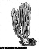 Ramaria tsugina image