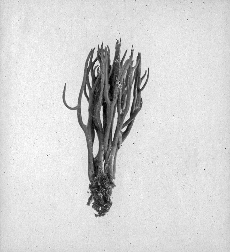 Calocera furcata image