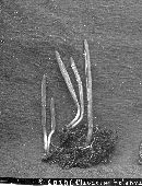 Clavulinopsis laeticolor image
