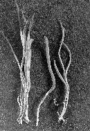 Clavulinopsis fusiformis image