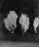 Ramariopsis kunzei image