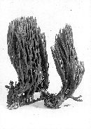 Clavaria abietina image