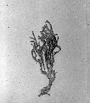 Clavaria arborea image