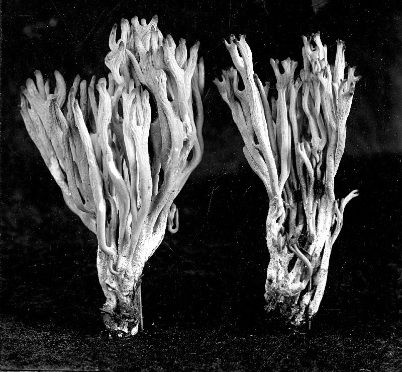 Clavaria peckii image