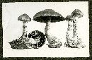 Cortinarius armillatus image