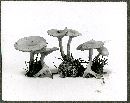 Clitocybe ditopa image