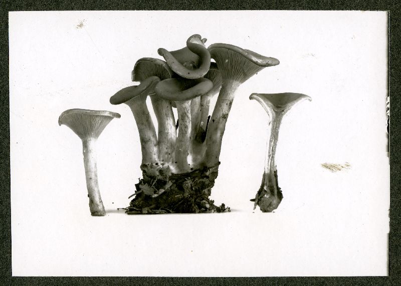 Clitocybe ditopa image