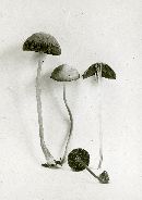 Psathyrella potteri image