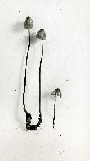 Mycena ammoniaca image