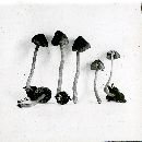 Inocybe mixtilis image