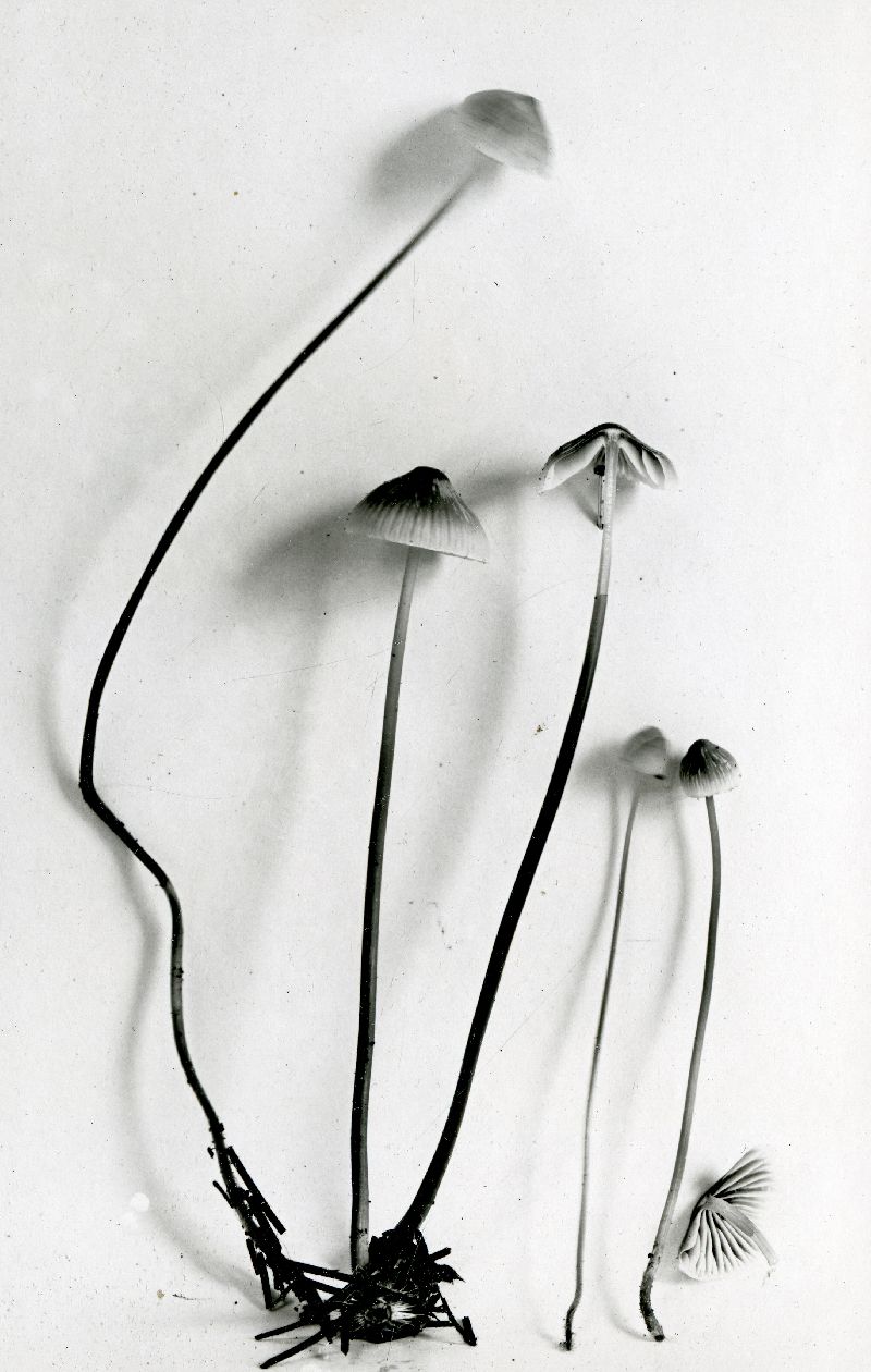 Mycena ammoniaca image