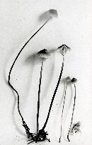 Mycena ammoniaca image