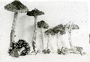 Inocybe rimosa image