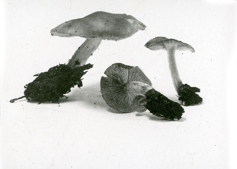 Tephrocybe putida image