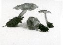 Tephrocybe putida image