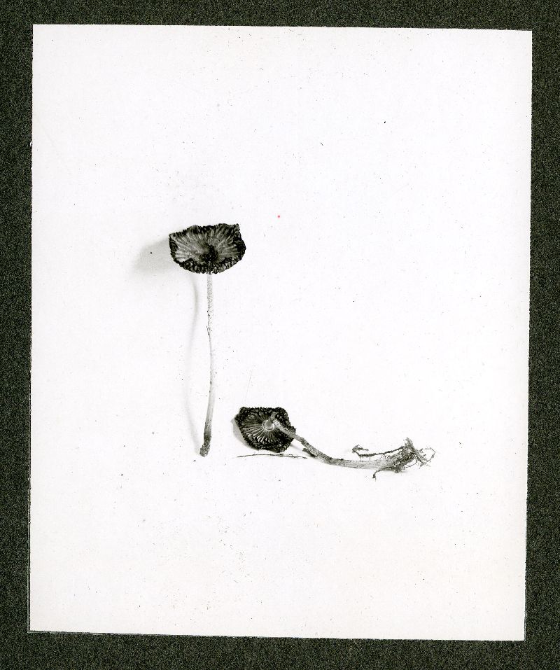 Coprinus wrightii image