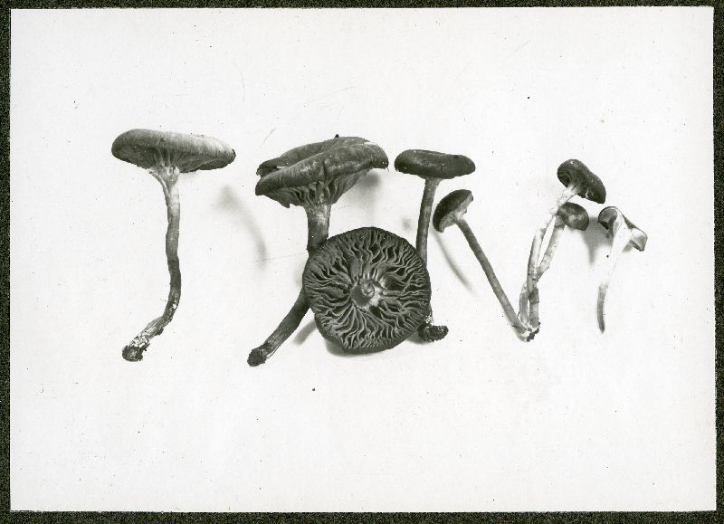 Entoloma bisporigerum image
