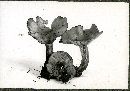 Lyophyllum semitale image