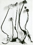 Mycena ammoniaca image
