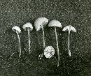 Mycena subincarnata image