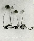 Mycena debilis image