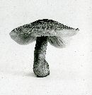 Armillaria ramentacea image