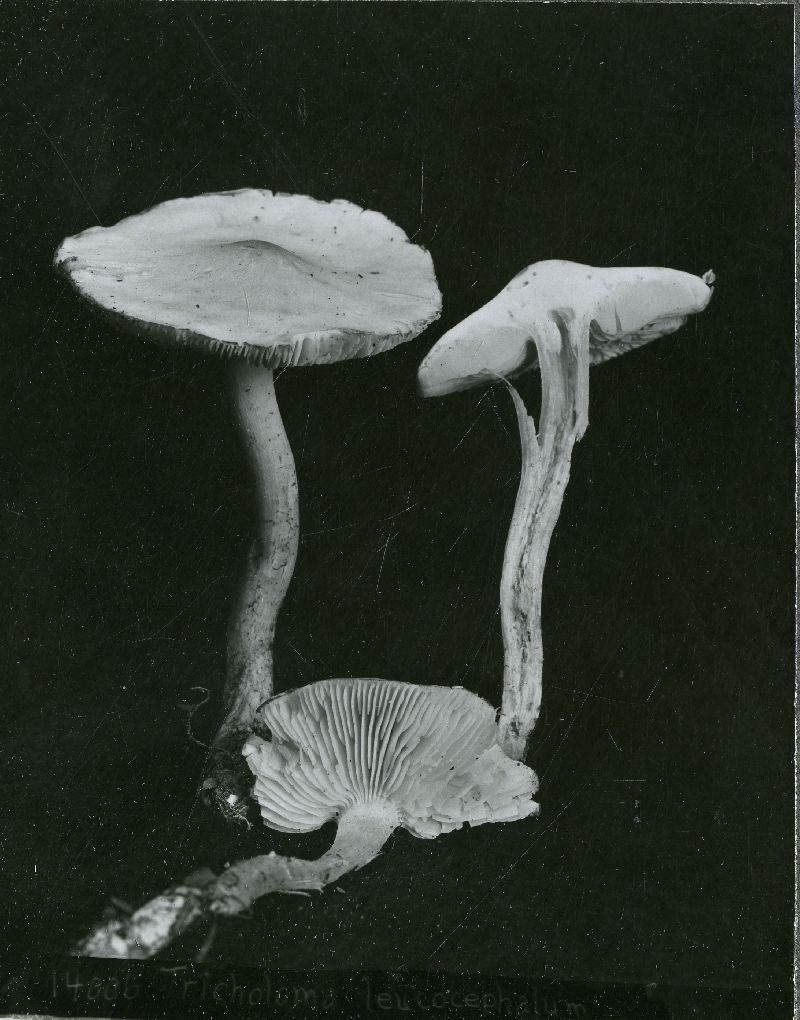 Tricholomella constricta image