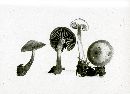 Pholiota autumnalis image