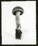 Cortinarius collinitus image