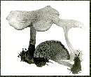 Clitocybe catinus image