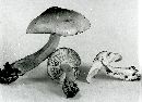 Tricholoma saponaceum image