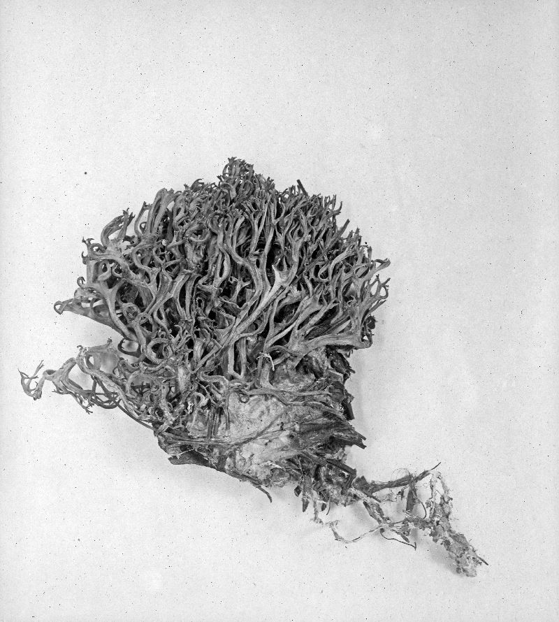 Ramaria flavula image