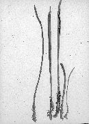 Clavaria ardeniae image