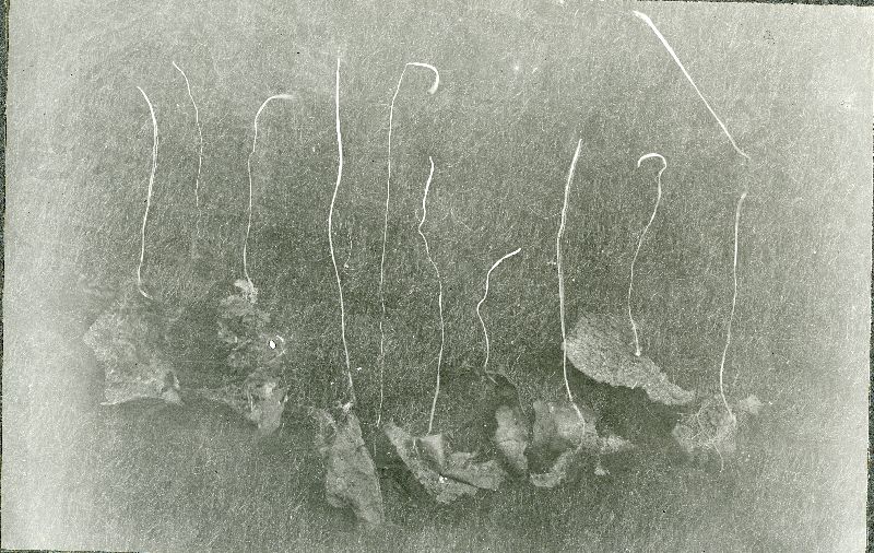 Typhula cylindrospora image