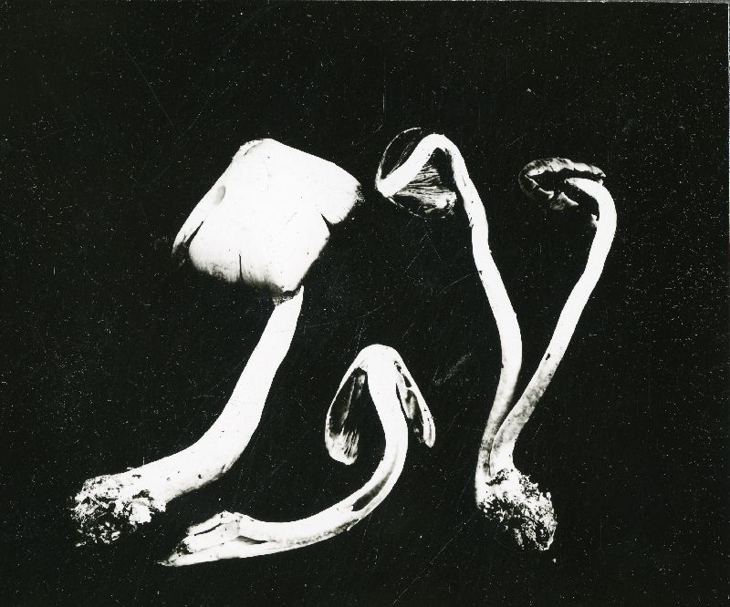 Hypholoma sublentum image