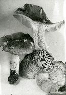 Tricholoma portentosum image