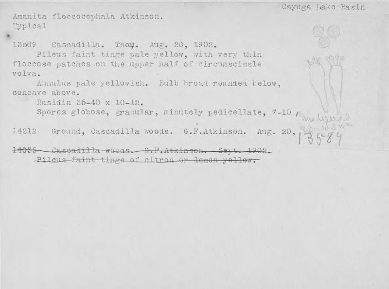 Amanita floccocephala image