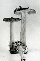 Tricholoma portentosum image