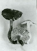 Tricholoma intermedium image