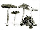 Inocybe trechispora image