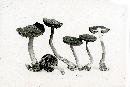 Inocybe mixtilis image