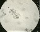 Inocybe lacera image
